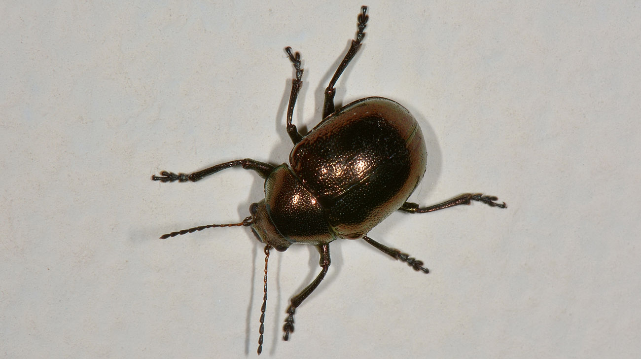 Chrysomelidae: Colasposoma dauricum